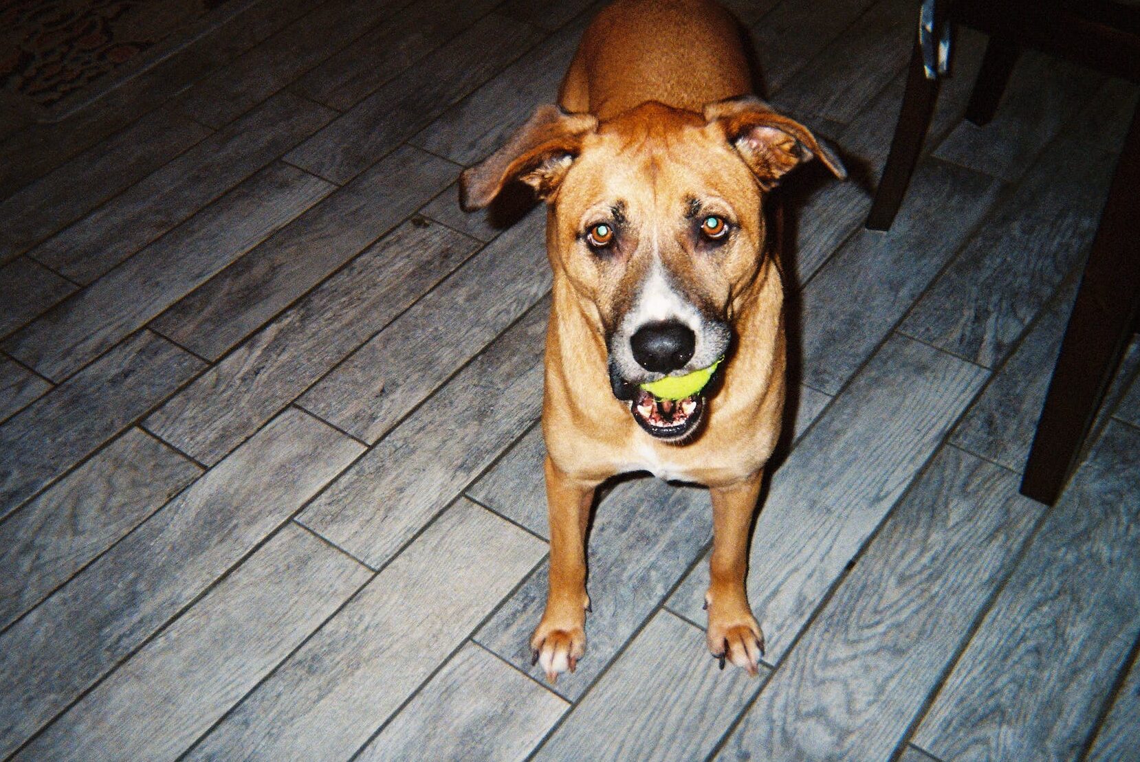 Dog with Tennis Ball in Mouth